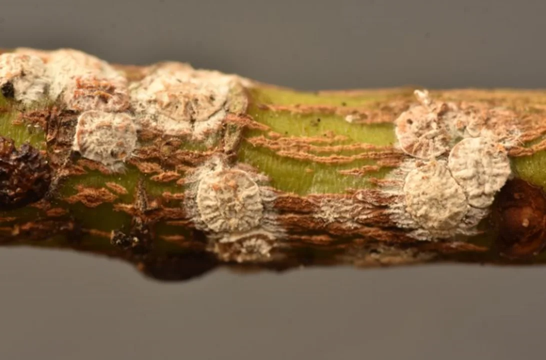 Investigación del Centro Hémera impulsa el uso de hongos nativos para el control biológico de plagas