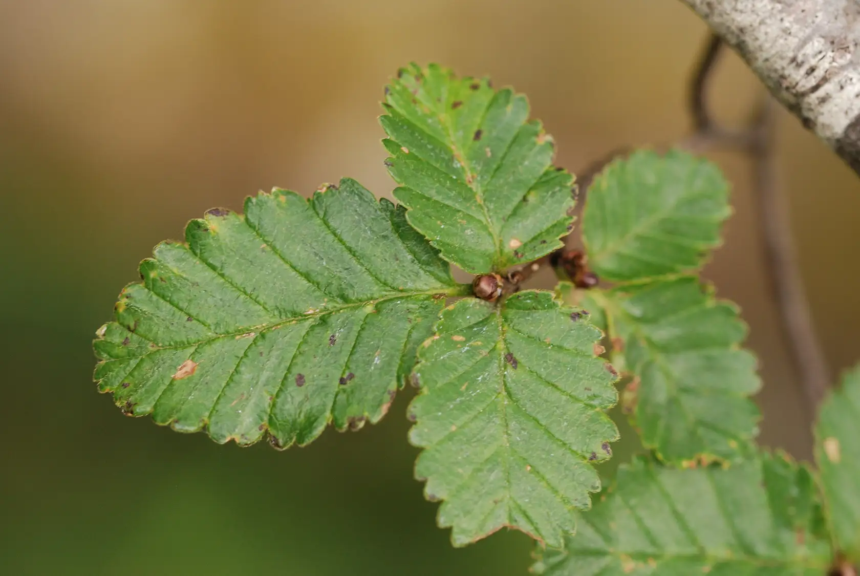 Paul Amouroux se adjudica licitación de Conaf para identificar insectos nativos defoliadores del nothofagus y sus enemigos naturales